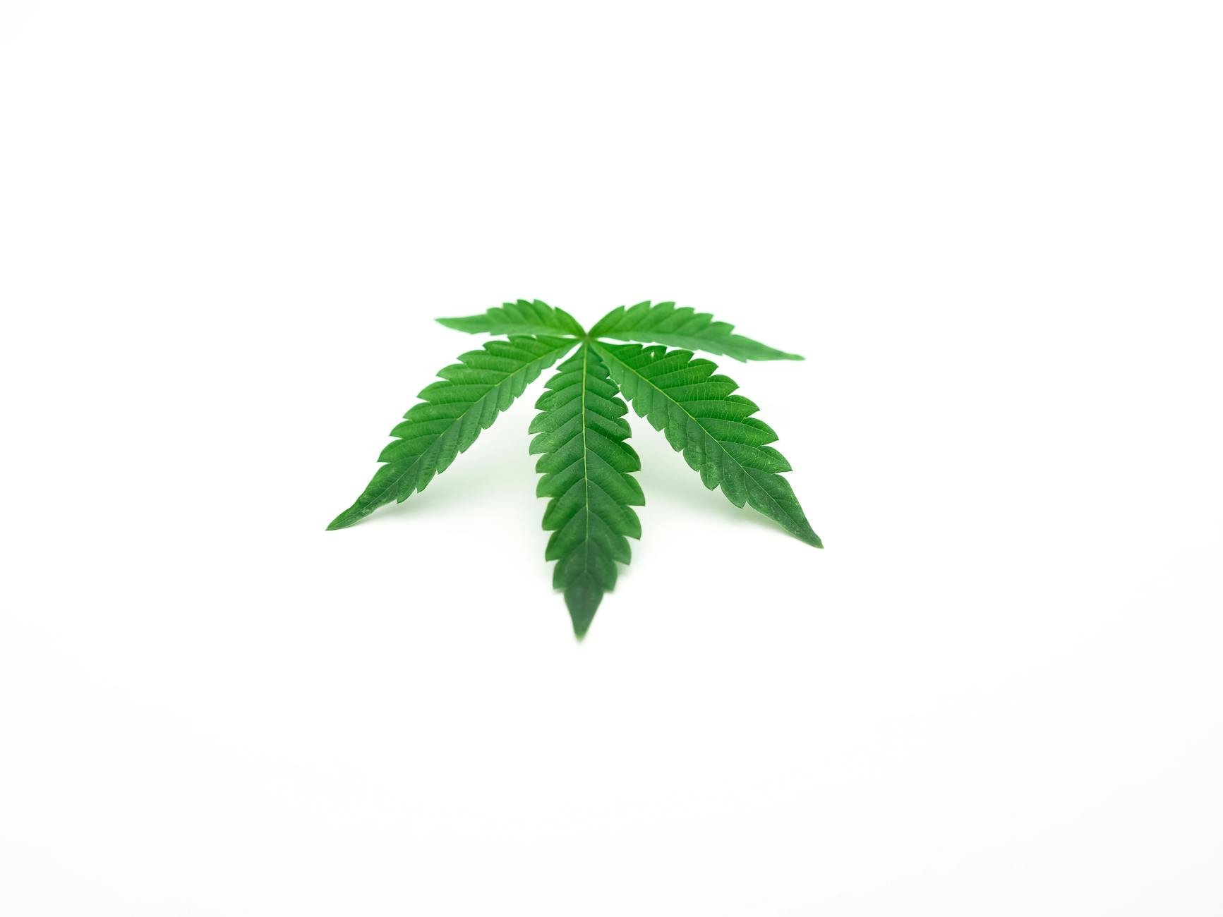 photo of cannabis on white background