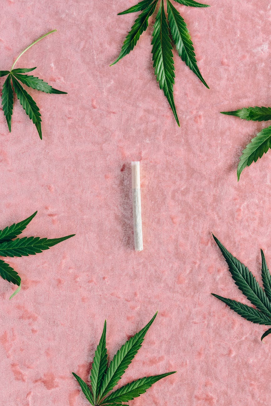 a cigarette on pink surface with hemp leaves